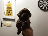 Mükemmel Red Brown Toy Poodle Yavrularimiz