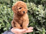 Bi̇r Avuç Mutluluk Baby Face Toy Poodle Yavrularimiz