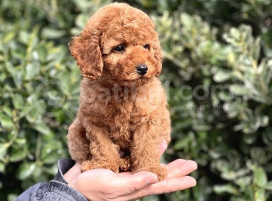 Bi̇r Avuç Mutluluk Baby Face Toy Poodle Yavrularimiz görsel