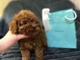 En İyi̇ Görsel Toy Poodle Yavrular