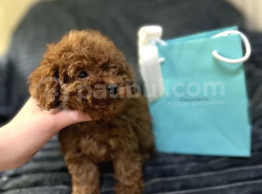 En İyi̇ Görsel Toy Poodle Yavrular görsel