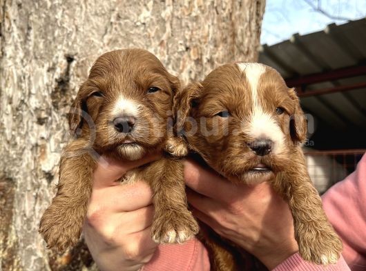 Mükemmel Cavapoo Bebeklerimiz görsel
