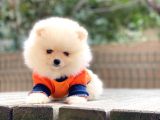 Mini minnak erkek pomeranian yavrularım