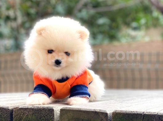 Mini Minnak Erkek Pomeranian Yavrularım