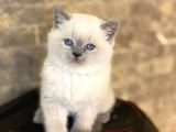 Bri̇ti̇sh Shorthai̇r Blue Poi̇nt Yavrularim