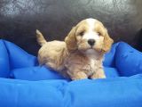 İstanbul Köpek Çiftliği'Nden Orjinal Maltipoo Yavrular
