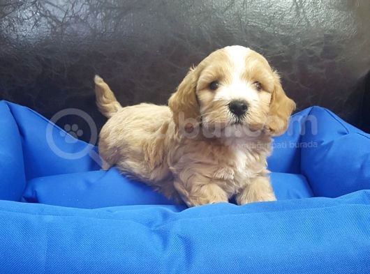 İstanbul Köpek Çiftliği'Nden Orjinal Maltipoo Yavrular görsel