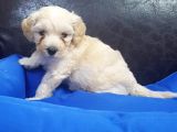İstanbul Köpek Çiftliği'Nden Orjinal Maltipoo Yavrular