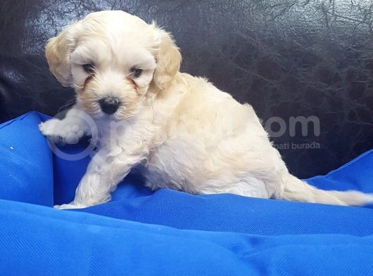 İstanbul Köpek Çiftliği'Nden Orjinal Maltipoo Yavrular görsel
