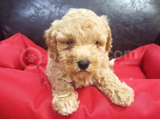 İstanbul Köpek Çiftliği'Nden Orjinal Maltipoo Yavrular görsel