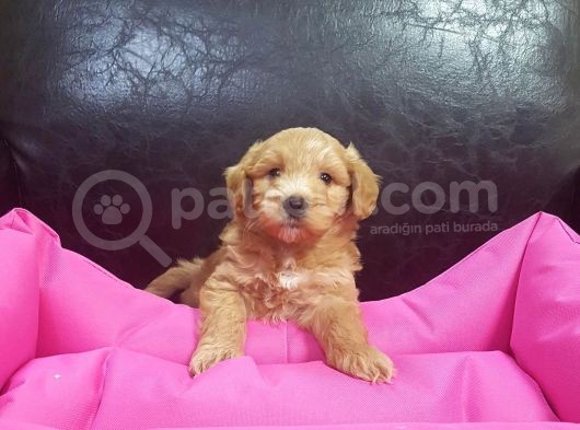 İstanbul Köpek Çiftliği'Nden Orjinal Maltipoo Yavrular görsel
