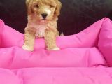 İstanbul Köpek Çiftliği'Nden Orjinal Maltipoo Yavrular