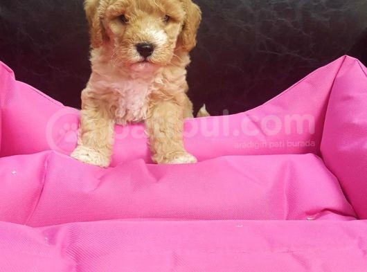 İstanbul Köpek Çiftliği'Nden Orjinal Maltipoo Yavrular görsel