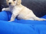İstanbul Köpek Çiftliği'Nden Orjinal Maltipoo Yavrular
