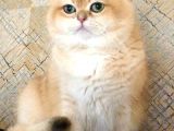 Bri̇ti̇sh Shorthai̇r Golden  A Kalite