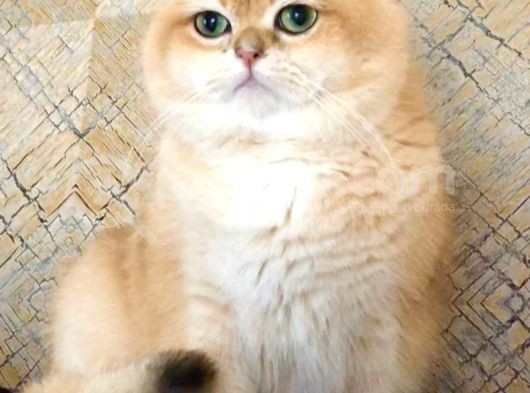 Bri̇ti̇sh Shorthai̇r Golden  A Kalite görsel