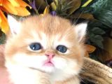 Bri̇ti̇sh Shorthai̇r Golden  A Kalite