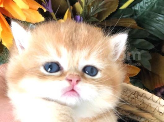 Bri̇ti̇sh Shorthai̇r Golden  A Kalite görsel