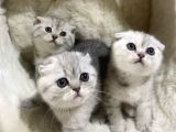 VONALPET GARANTİSİYLE MÜKEMMEL KALİTEDE SCOTTİSH FOLD  YAVRULARIMIZ