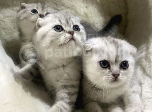 Vonalpet Garanti̇si̇yle Mükemmel Kali̇tede Scotti̇sh Fold  Yavrularimiz görsel