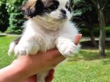 VONALPET GARANTİSİYLE MÜKEMMEL KALİTEDE SHİH TZU  YAVRULARIMIZ