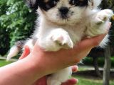 Vonalpet Garanti̇si̇yle Mükemmel Kali̇tede Shi̇h Tzu  Yavrularimiz