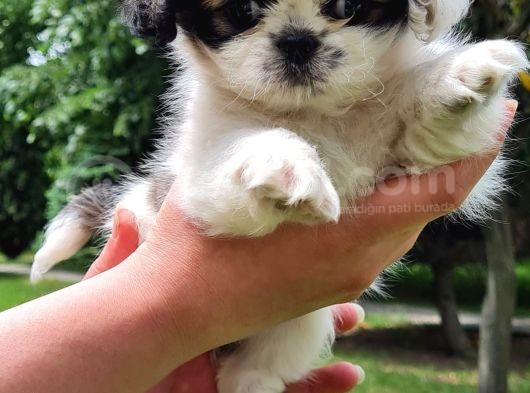 Vonalpet Garanti̇si̇yle Mükemmel Kali̇tede Shi̇h Tzu  Yavrularimiz görsel