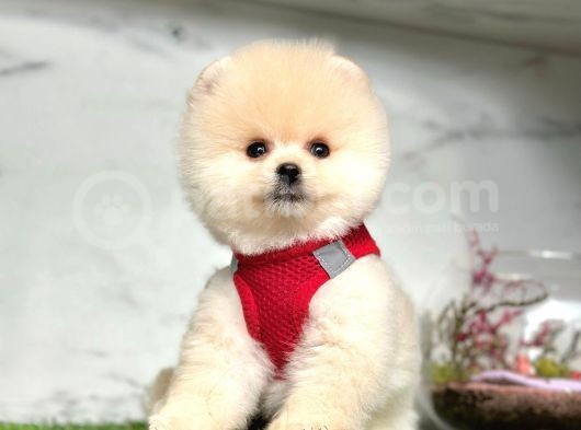 Safkan Pomeranian Boo Yavrularımız görsel