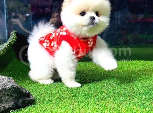 VONALPET GARANTİSİYLE MÜKEMMEL KALİTEDE POMERİAN BOO  YAVRULARIMIZ