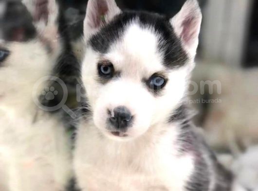 Vonalpet Garanti̇si̇yle Mükemmel Kali̇tede Si̇bi̇rya Kurdu (Husky)  Yavrularimiz görsel
