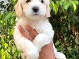 Vonalpet Garanti̇si̇yle Mükemmel Kali̇tede Malti̇poo  Yavrularimiz