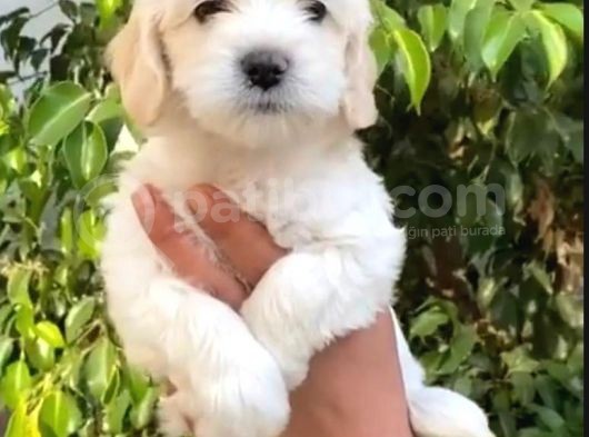 Vonalpet Garanti̇si̇yle Mükemmel Kali̇tede Malti̇poo  Yavrularimiz görsel