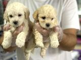 VONALPET GARANTİSİYLE MÜKEMMEL KALİTEDE MALTİPOO  YAVRULARIMIZ