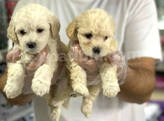 Vonalpet Garanti̇si̇yle Mükemmel Kali̇tede Malti̇poo  Yavrularimiz