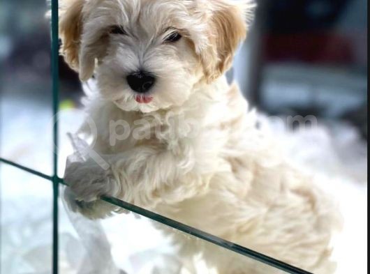 Vonalp Pet Garanti̇si̇yle Muhteşem Maltese Terri̇er Yavrulari