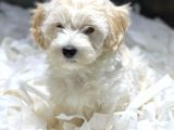 Vonalp Pet Garanti̇si̇yle Muhteşem Maltese Terri̇er Yavrulari
