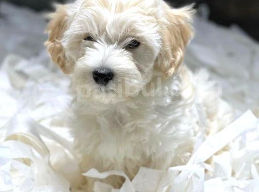Vonalp Pet Garanti̇si̇yle Muhteşem Maltese Terri̇er Yavrulari görsel