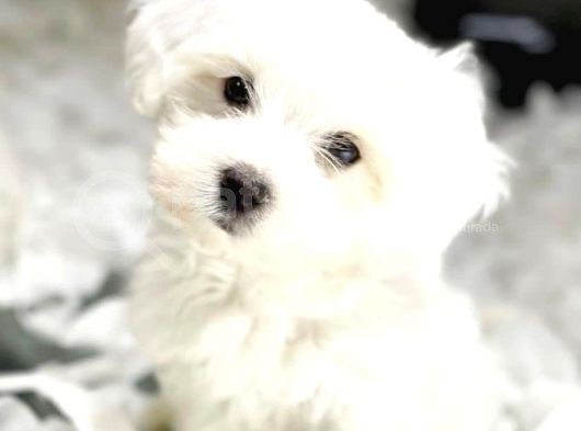 Vonalp Pet Garanti̇si̇yle Muhteşem Maltese Terri̇er Yavrulari görsel