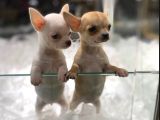 Vonalpet Garanti̇si̇yle Mükemmel Kali̇tede Chi̇huahua (Şi̇vava) Yavrularimiz