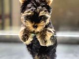 VONALPET GARANTİSİYLE MÜKEMMEL KALİTEDE YORK SHİRE  YAVRULARIMIZ