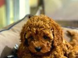 Vonalpet Garanti̇si̇yle Mükemmel Kali̇tede Poodle Yavrularimiz