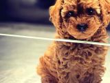 Vonalpet Garanti̇si̇yle Mükemmel Kali̇tede Poodle Yavrularimiz