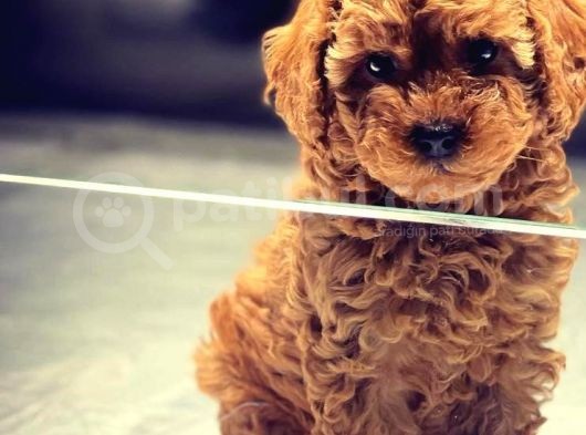 Vonalpet Garanti̇si̇yle Mükemmel Kali̇tede Poodle Yavrularimiz görsel