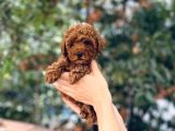 KORE KANI RED BROWN TOY POODLE YAVRULARİMİZ