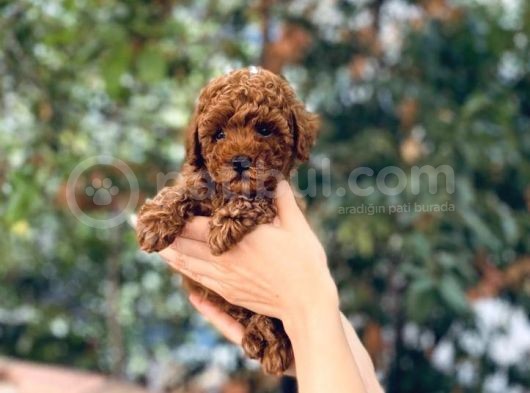 Kore Kani Red Brown Toy Poodle Yavrulari̇mi̇z
