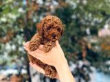 Kore Kani Red Brown Toy Poodle Yavrulari̇mi̇z