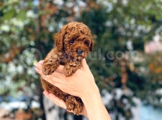 Kore Kani Red Brown Toy Poodle Yavrulari̇mi̇z görsel