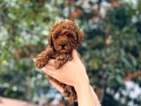 Kore Kani Red Brown Toy Poodle Yavrulari̇mi̇z