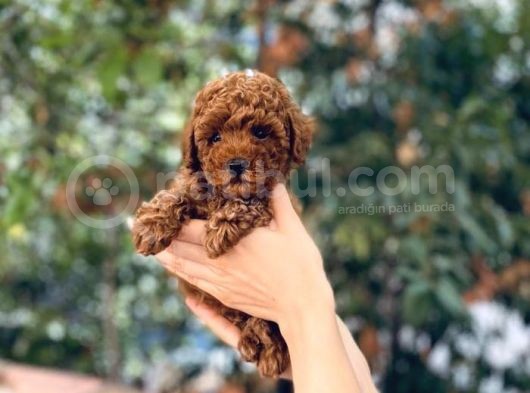 Kore Kani Red Brown Toy Poodle Yavrulari̇mi̇z görsel