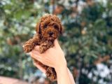 Kore Kani Red Brown Toy Poodle Yavrulari̇mi̇z